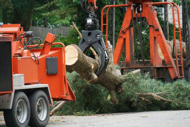 Best Tree Cutting Near Me  in Moosic, PA